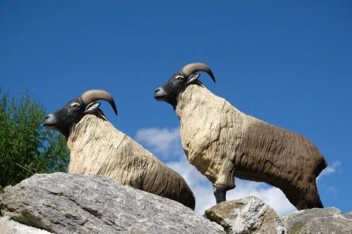 Novità 2024  SRT Himalayan Tahr