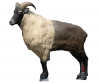 SRT Himalayan Tahr 3d archery target